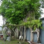 akar pohon beringin