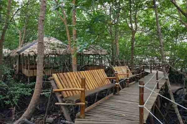 Mangrove trc