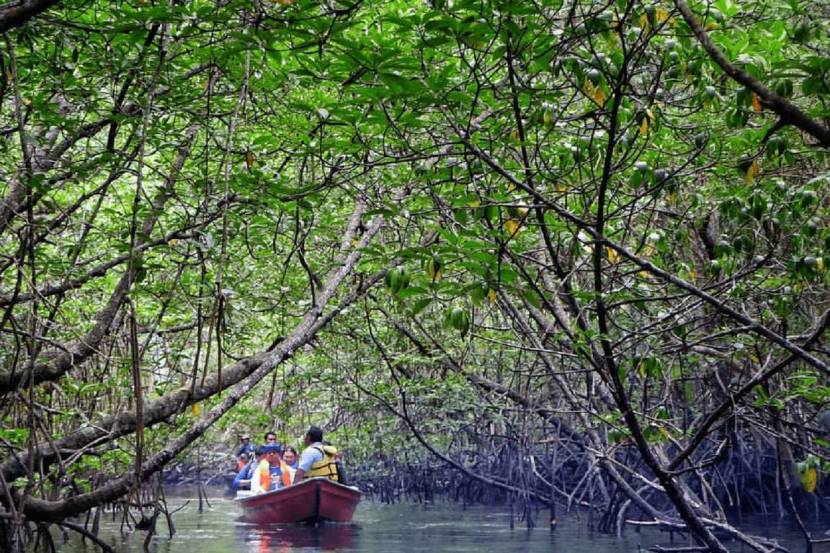 Mangrove river tour